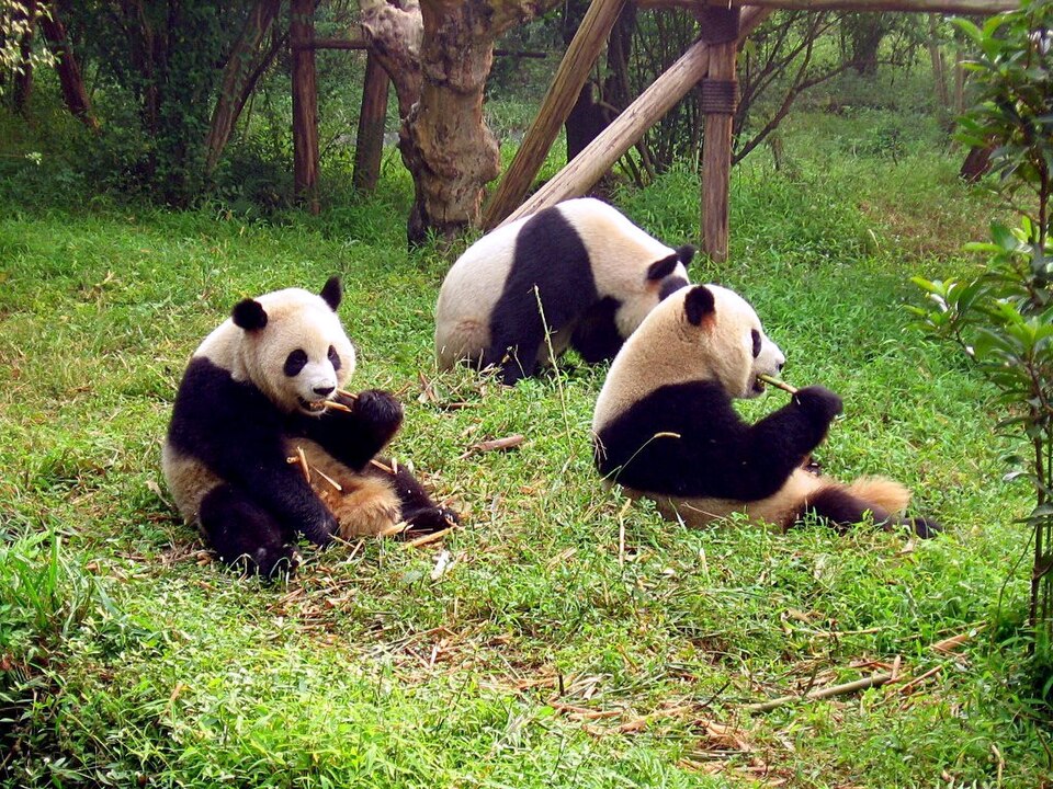 A giant panda sitting in the enclosure at the Chengdu Research Base
